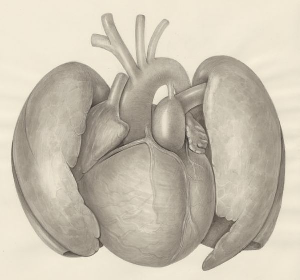 H.G Wetselaar, Heart and adjacent organs