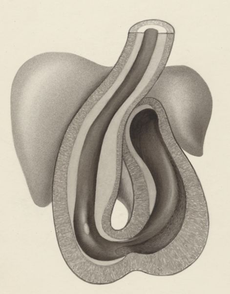 J Tinkelenberg, Part of the heart and circulatory system of an embryo