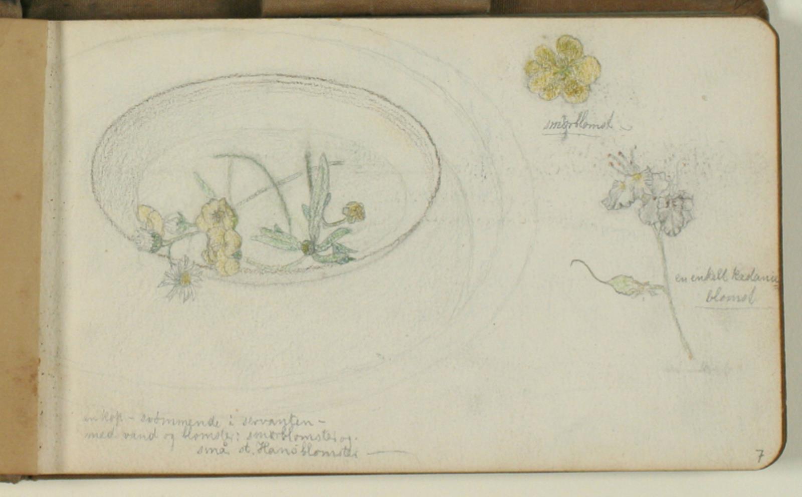 Niels Larsen Stevns, Studier af blomster