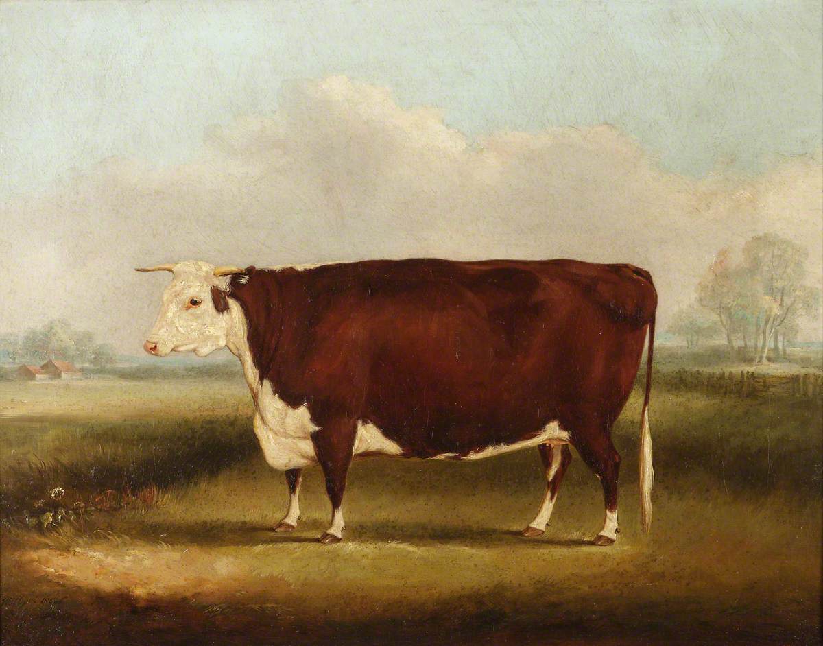 William Henry Davis, Hereford Cow