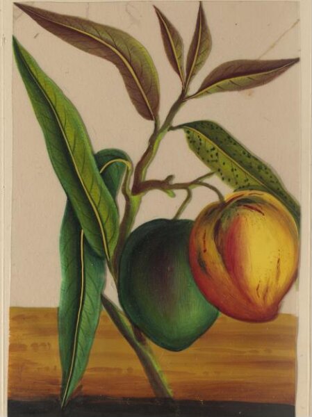 Unknown, One of twelve drawings of fruits and vegetables.
