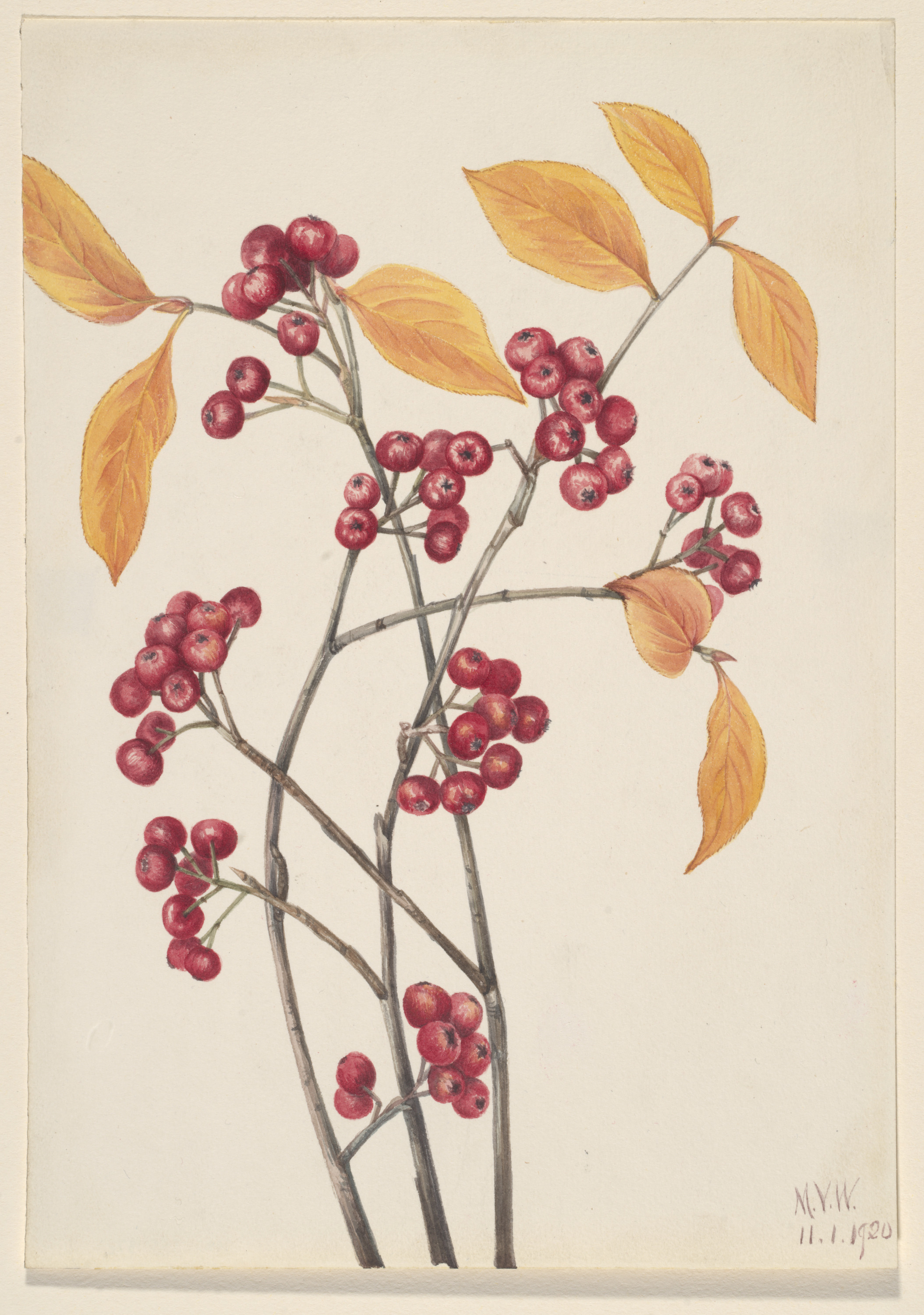Mary Vaux Walcott, Red Chokeberry (Aronia arbutifolia)