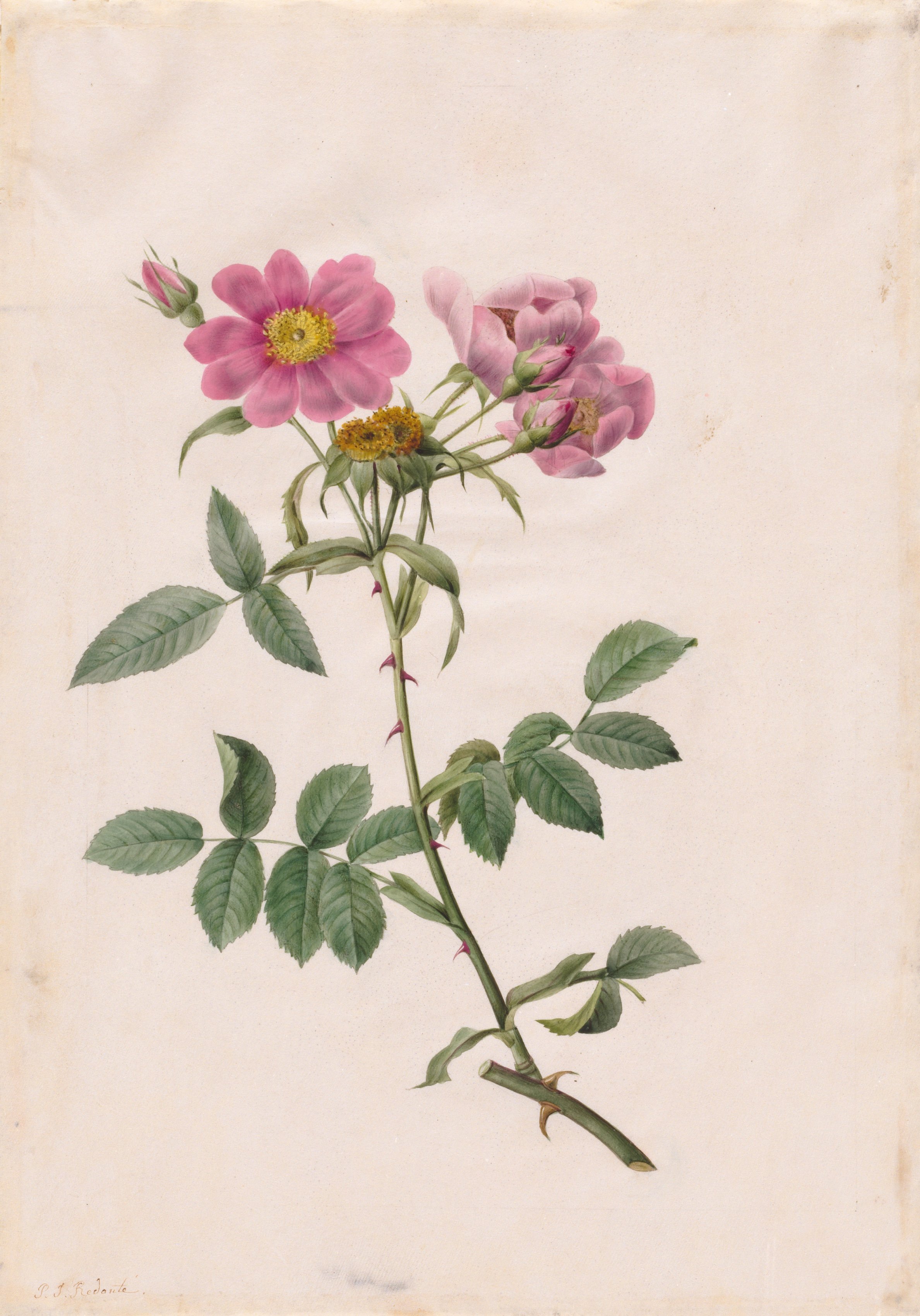 Pierre-Joseph Redouté, Rosa Collina Monsoniana