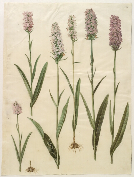 Hans Simon Holtzbecker, Dactylorhiza maculata (plettet gøgeurt)