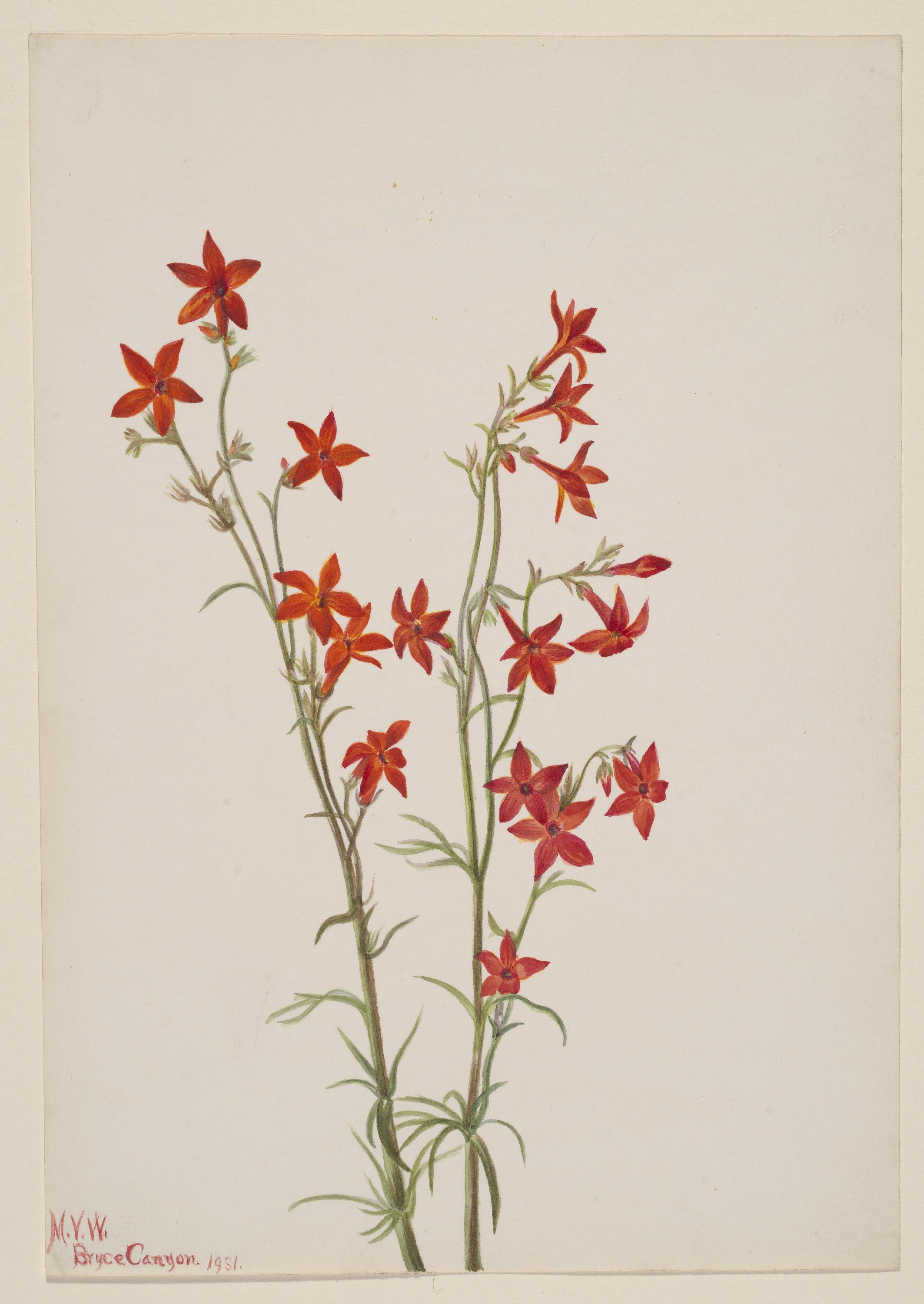 Mary Vaux Walcott, Gilia arizonica