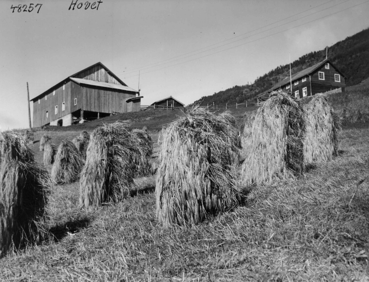 Anders Beer Wilse, Myljo Larsgard, Hovet i Hallingdal. Bildet viser våningshus, fjøs og nyere låvebygning.