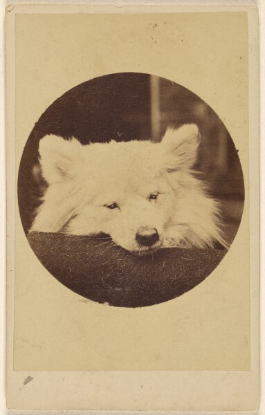 Unknown, [White dog with its chin on a cushion]