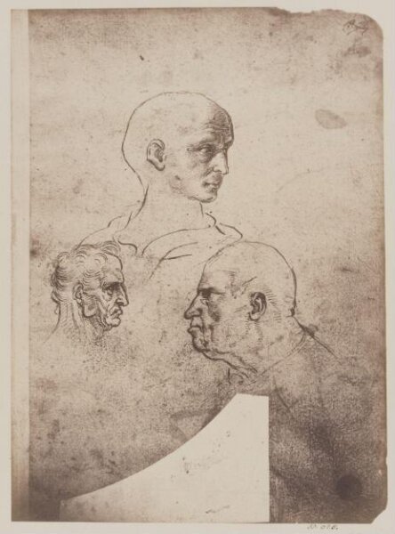 Fratelli Alinari, Studies of male heads