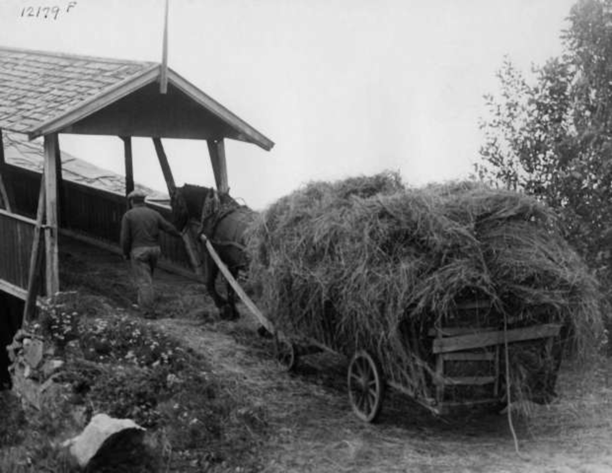 Anders Beer Wilse, -8083