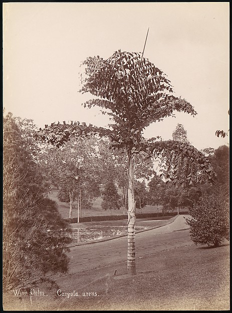 Unknown, Wine Palm, Caryota Urens