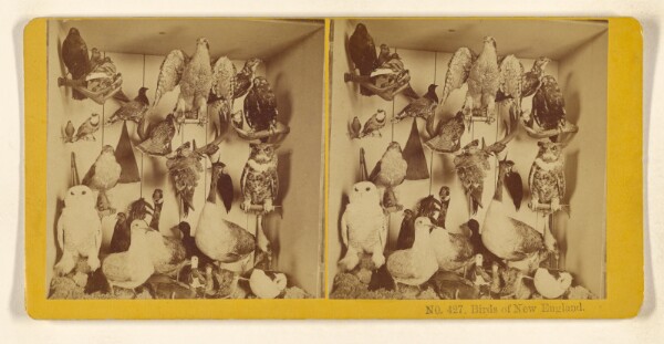 Benjamin West Kilburn, Birds of New England.