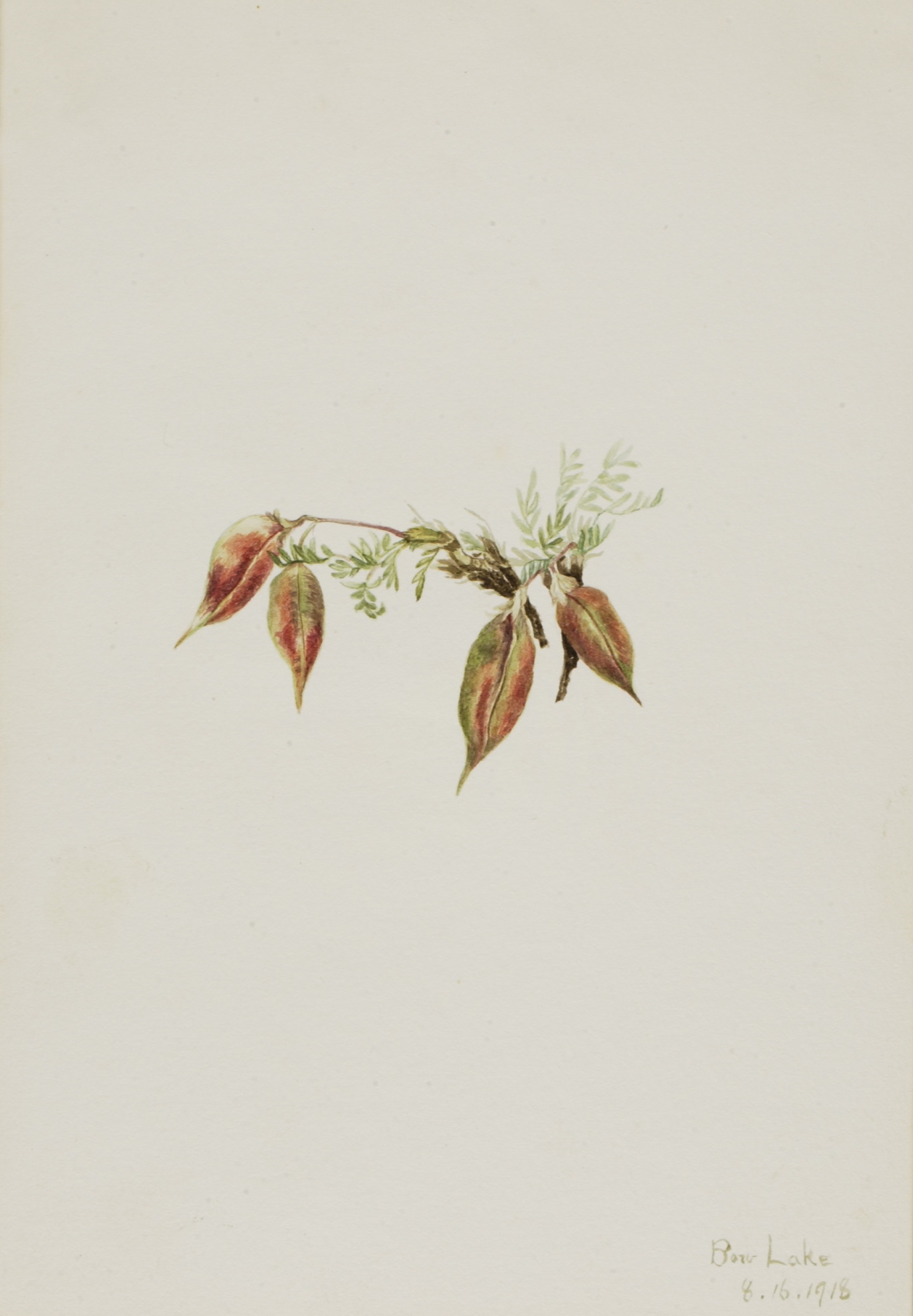 Mary Vaux Walcott, Alpine Pointvetch (Oxytropis podocarpa)