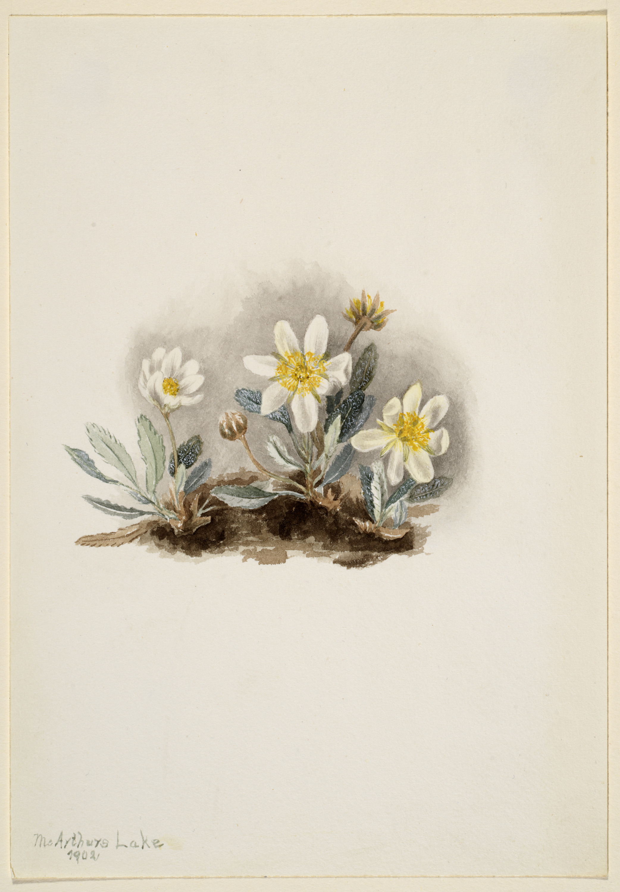 Mary Vaux Walcott, White Dryad (Dryas octopetala)