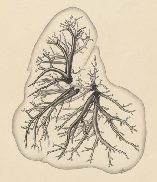 J Tinkelenberg, Bronchi