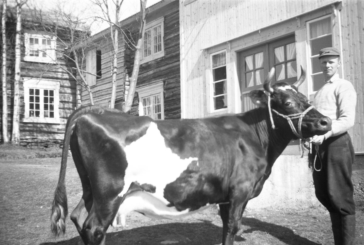 Amund Haugen, Ku, person
