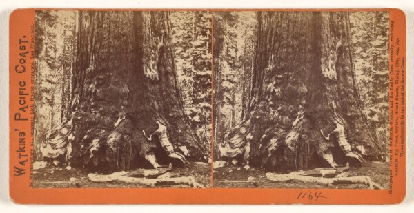 Carleton Watkins, [Galen Clark, keeper of the "Big Trees"]