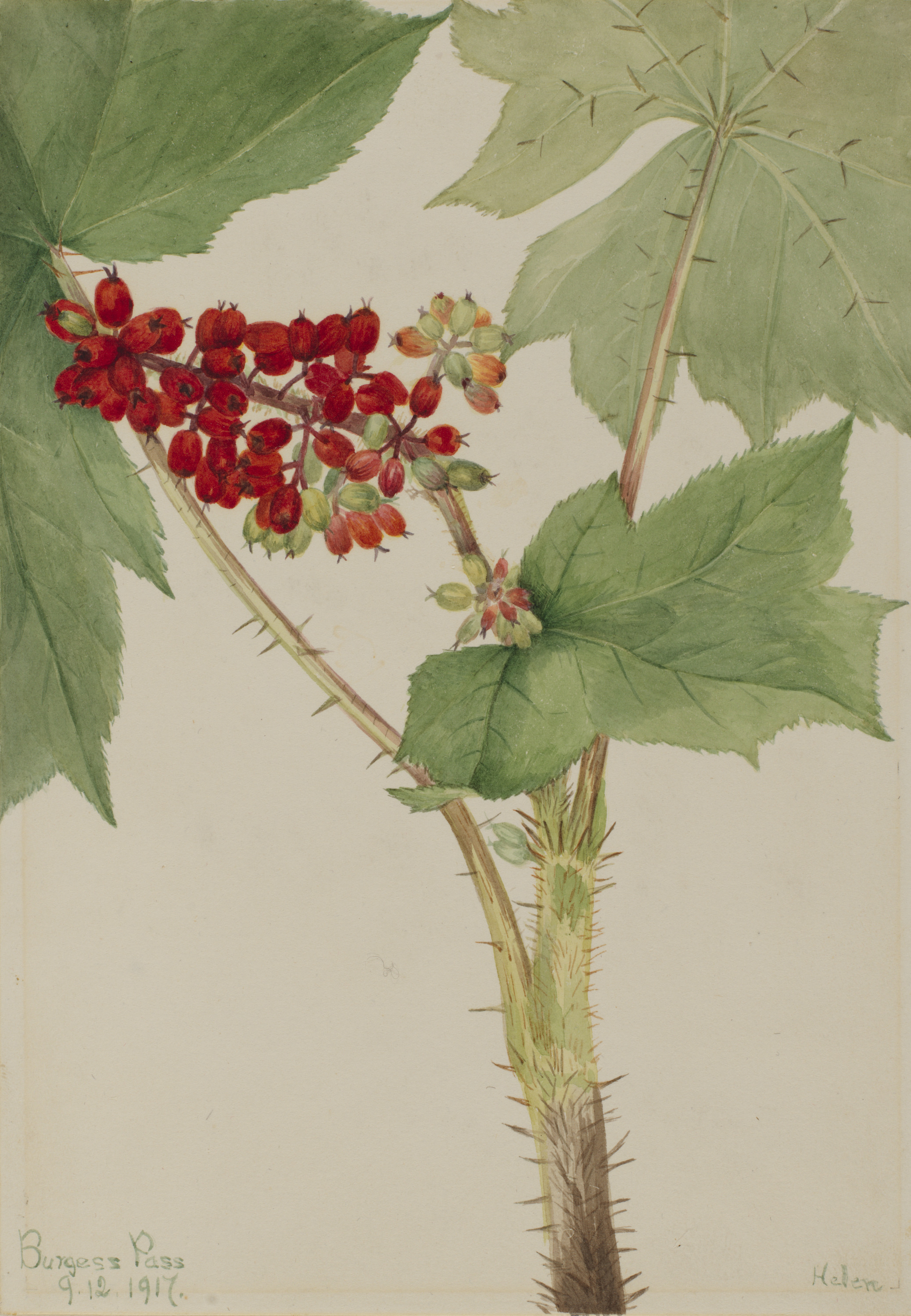 Mary Vaux Walcott, Devilsclub (Echinopanax horridum)