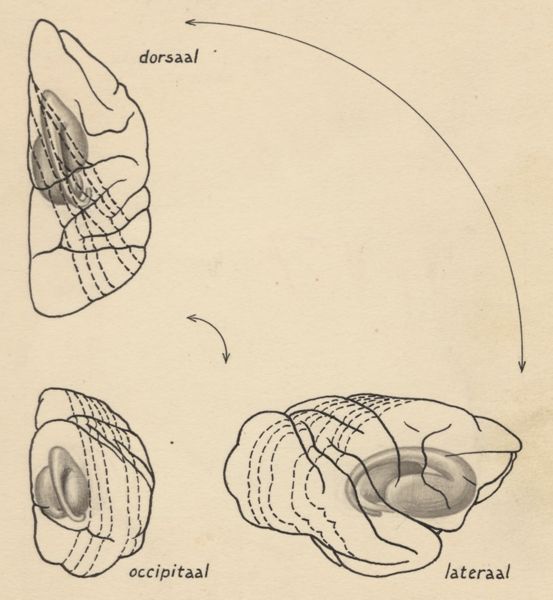 J Tinkelenberg, Part of the central nervous system