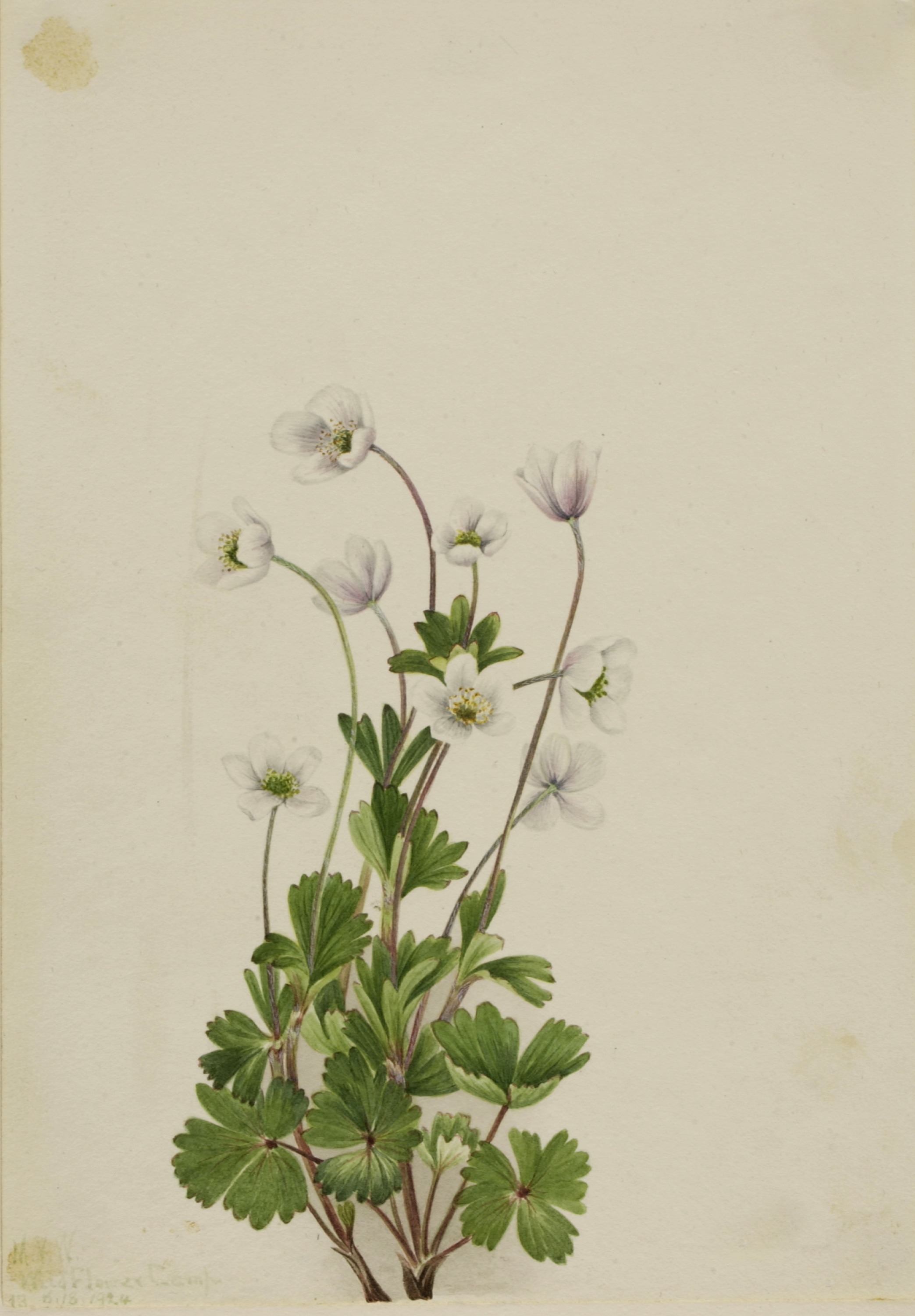 Mary Vaux Walcott, Northern Anemone (Anemone parviflora)