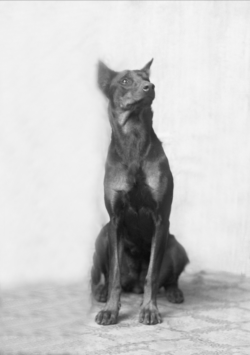 Gustav Borgen, NFB.56152