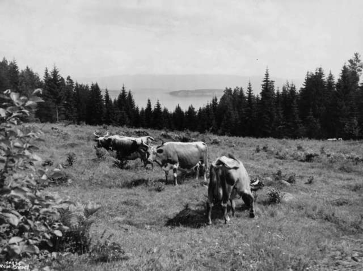 Anders Beer Wilse, -7904