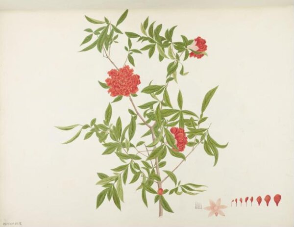 unknown, Flowers and Fruits