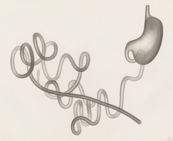 H.G Wetselaar, Digestive system