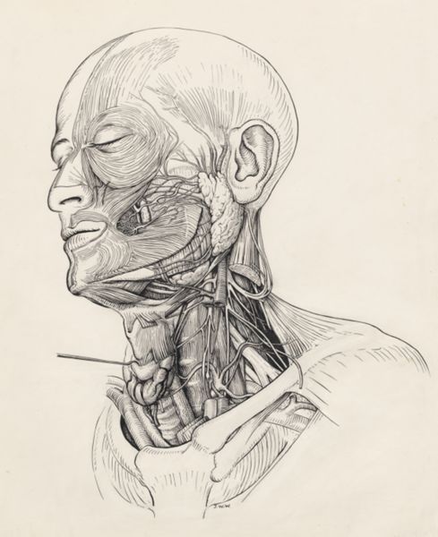 J Wetselaar-Whittaker, Tissue of the human neck and head