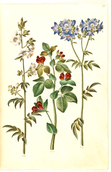 Hans Simon Holtzbecker, Polemonium caeruleum (almindelig jakobsstige); Lotus tetragonolobus (aspargesært)