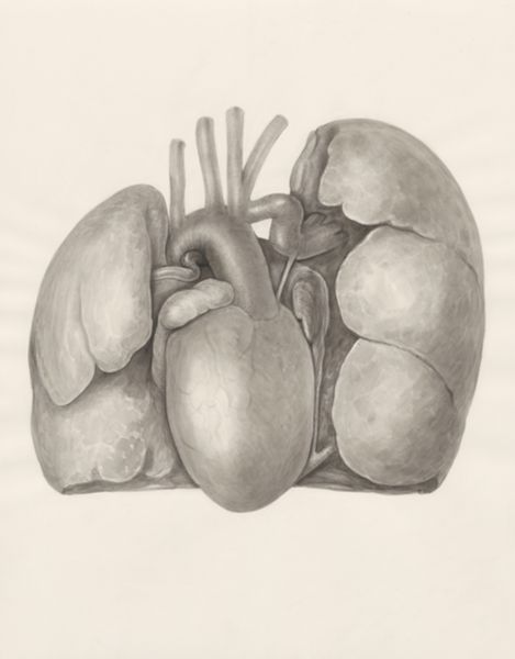 H.G Wetselaar, Heart and adjacent organs