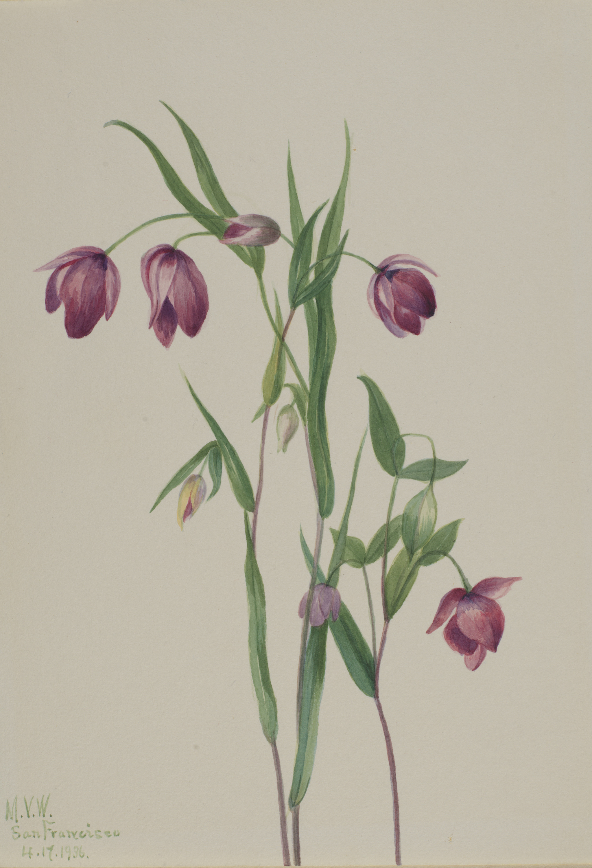 Mary Vaux Walcott, Purple Fairy Lantern (Calochortus anoenum)