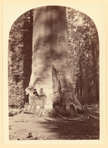 Carleton Watkins, [Mother of the Forest Calaveras Grove]