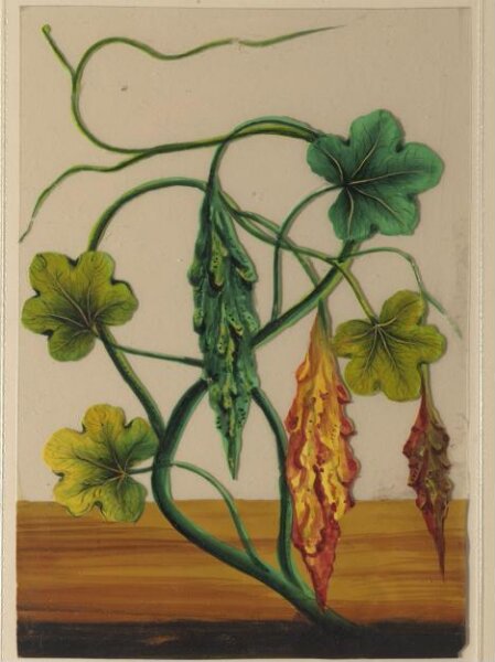 Unknown, One of twelve drawings of fruits and vegetables.