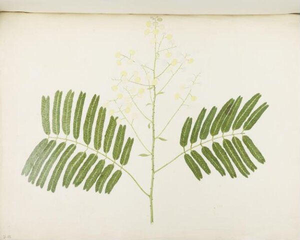 unknown, Flowers and Fruits