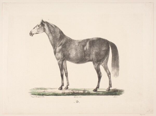 Christian David Gebauer, Hesten D