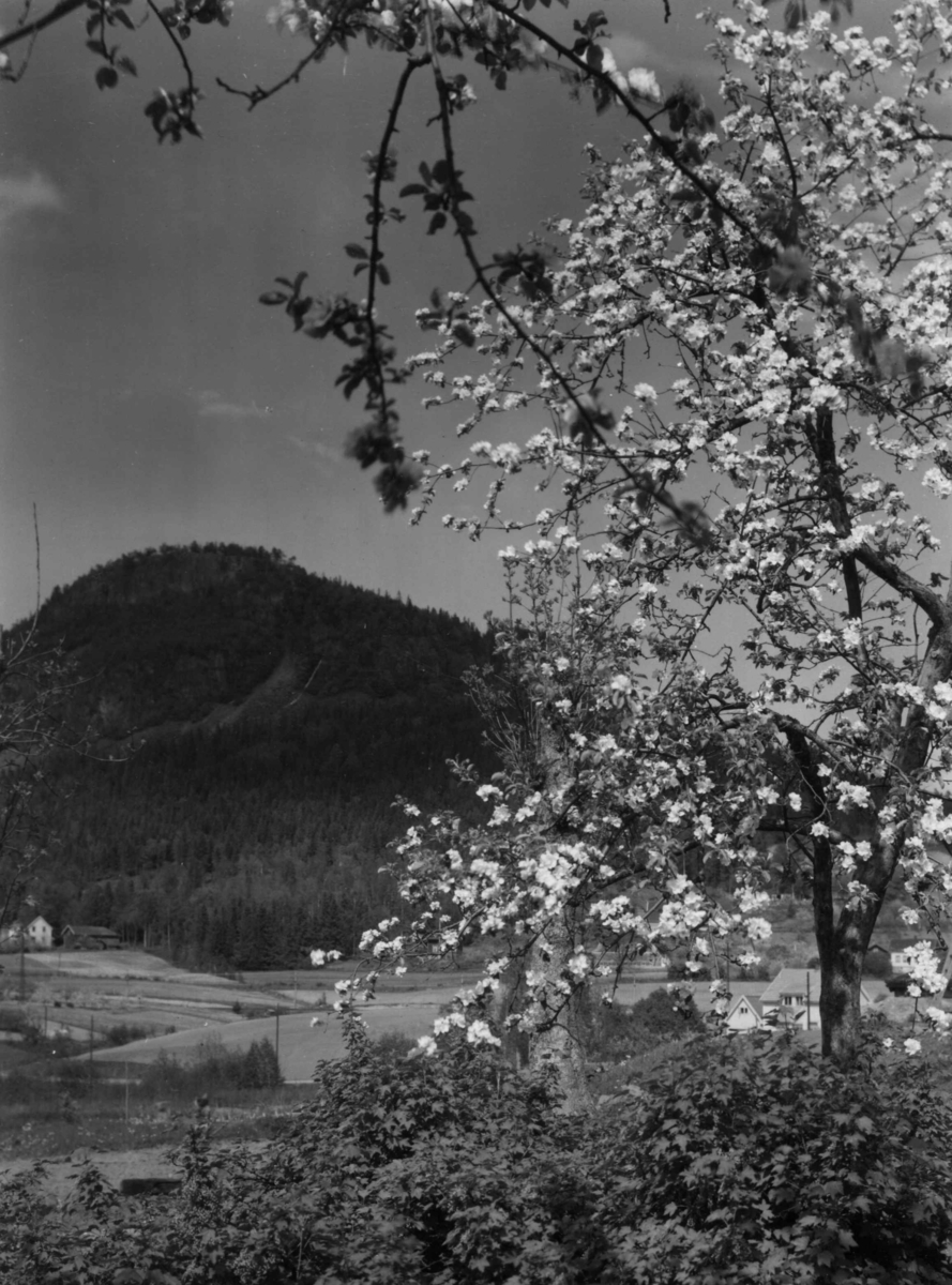 Anders Beer Wilse, Frukthage, epletre, Kolsås.