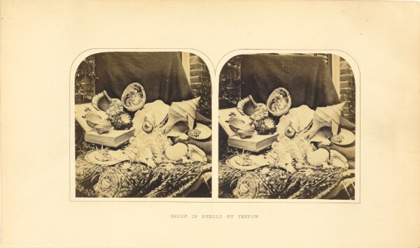 Roger Fenton, Group of Shells