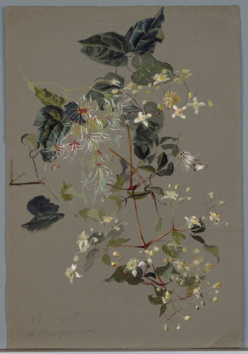 MarieLippert-Hoerner, Zweig mit Blüten
