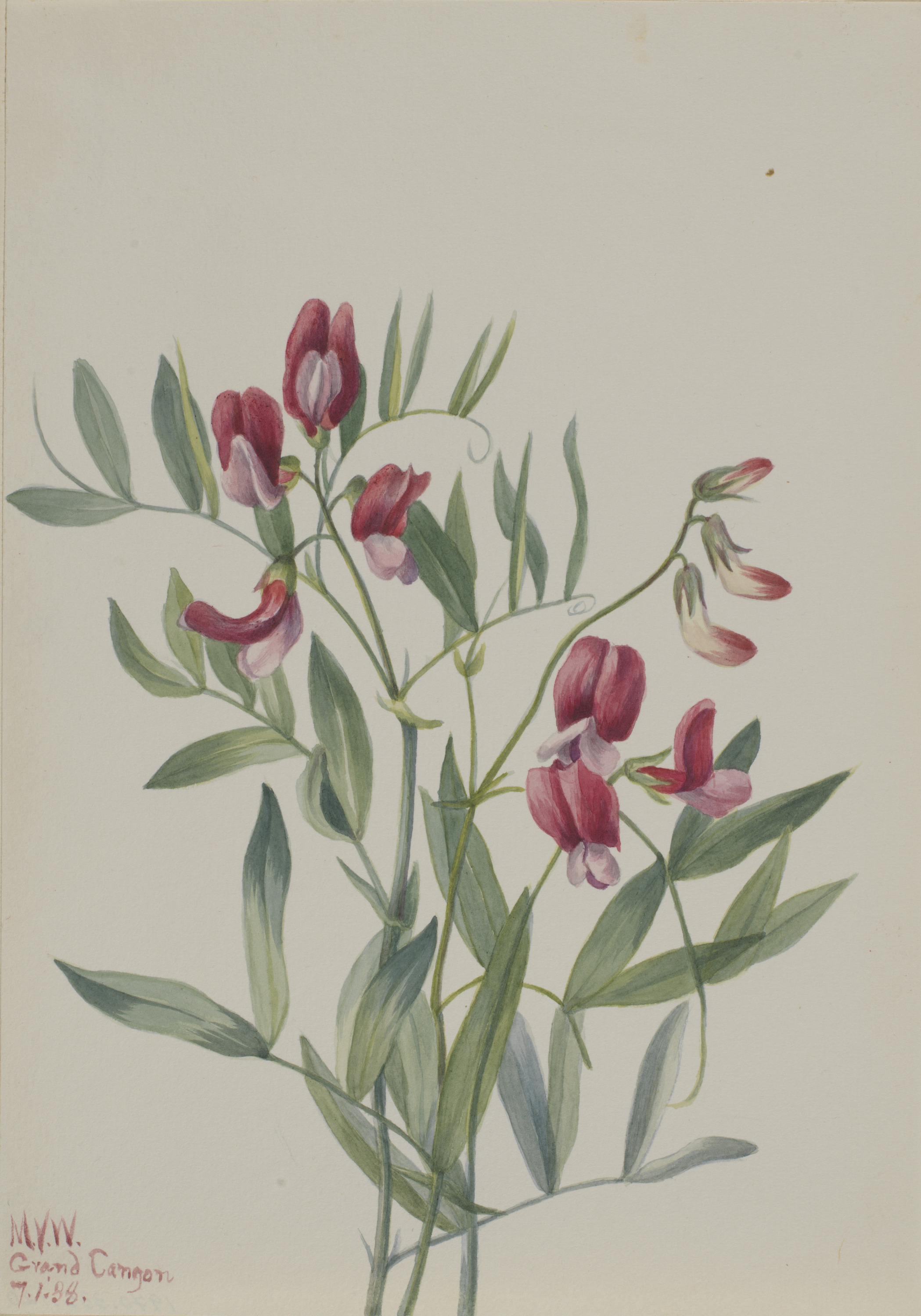 Mary Vaux Walcott, Wild Pea (Lathyrus decaphyllus)