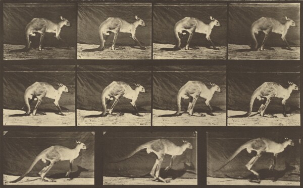 Eadweard J. Muybridge, Animal Locomotion