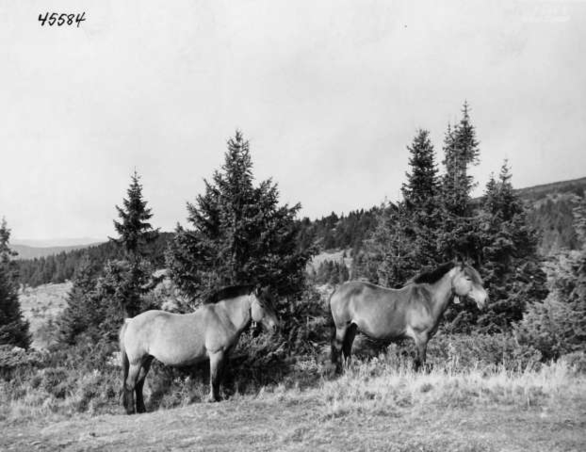 Anders Beer Wilse, -7964