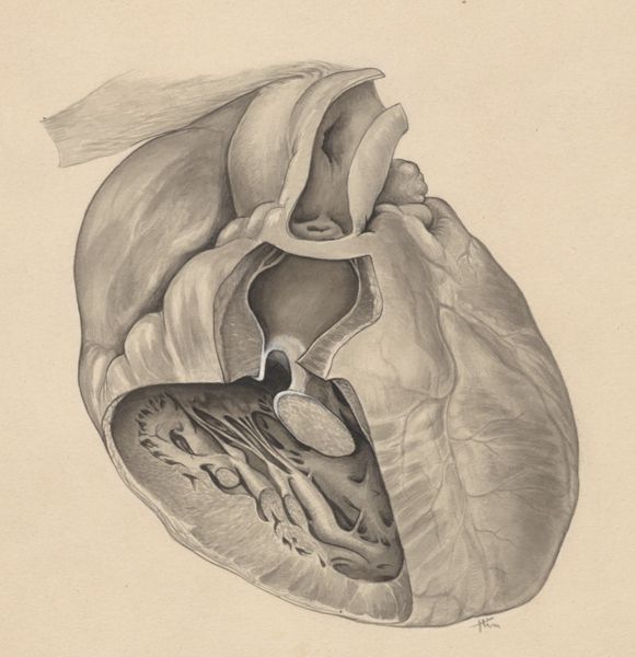J Tinkelenberg, Heart and adjacent organs