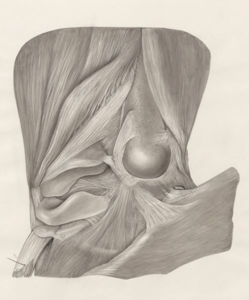 H.G Wetselaar, Muscular tissue of a lizards upper extremities