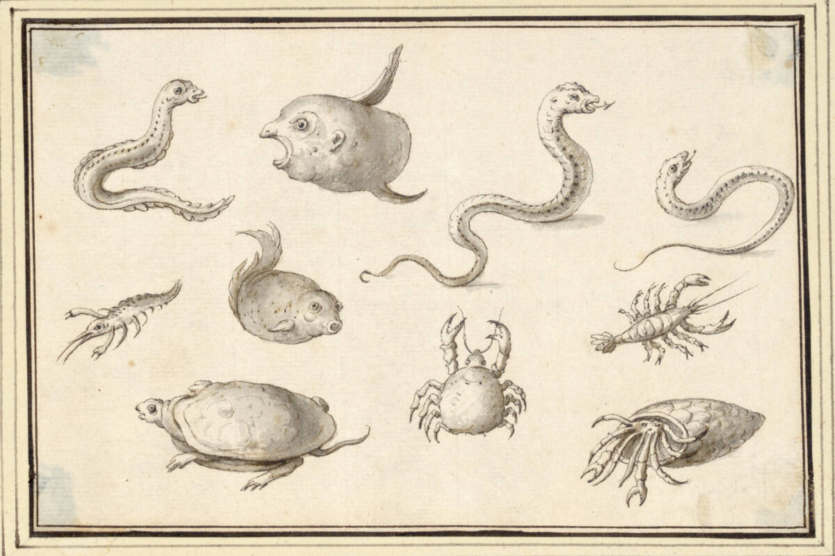 AlbertFlamen, Studienblatt mit Mond- und Kugelfisch, Schildkröte, Aalen und Krebsen (V-32)