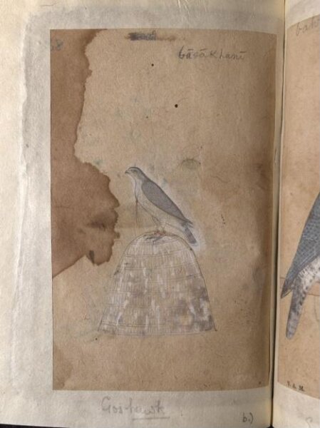 Unknown, Depictions of a Bronze-winged dove and a Goshawk of Northern India