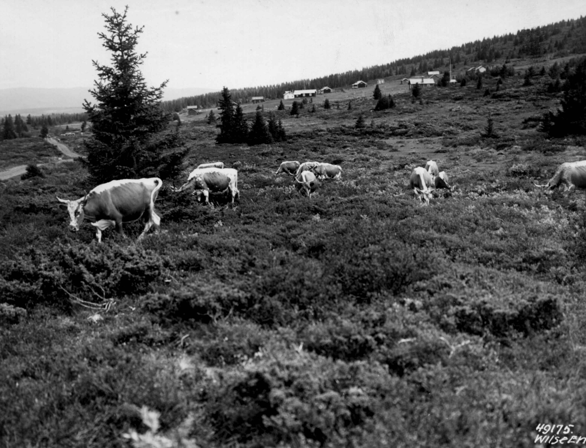 Anders Beer Wilse, Landbruk, husdyrhold, Oset.