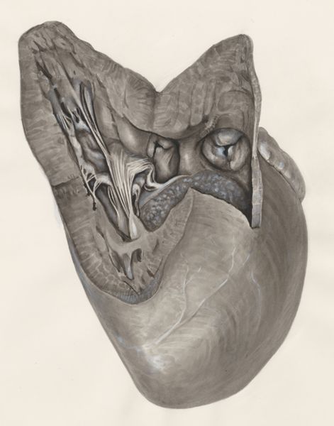 H.G Wetselaar, Heart