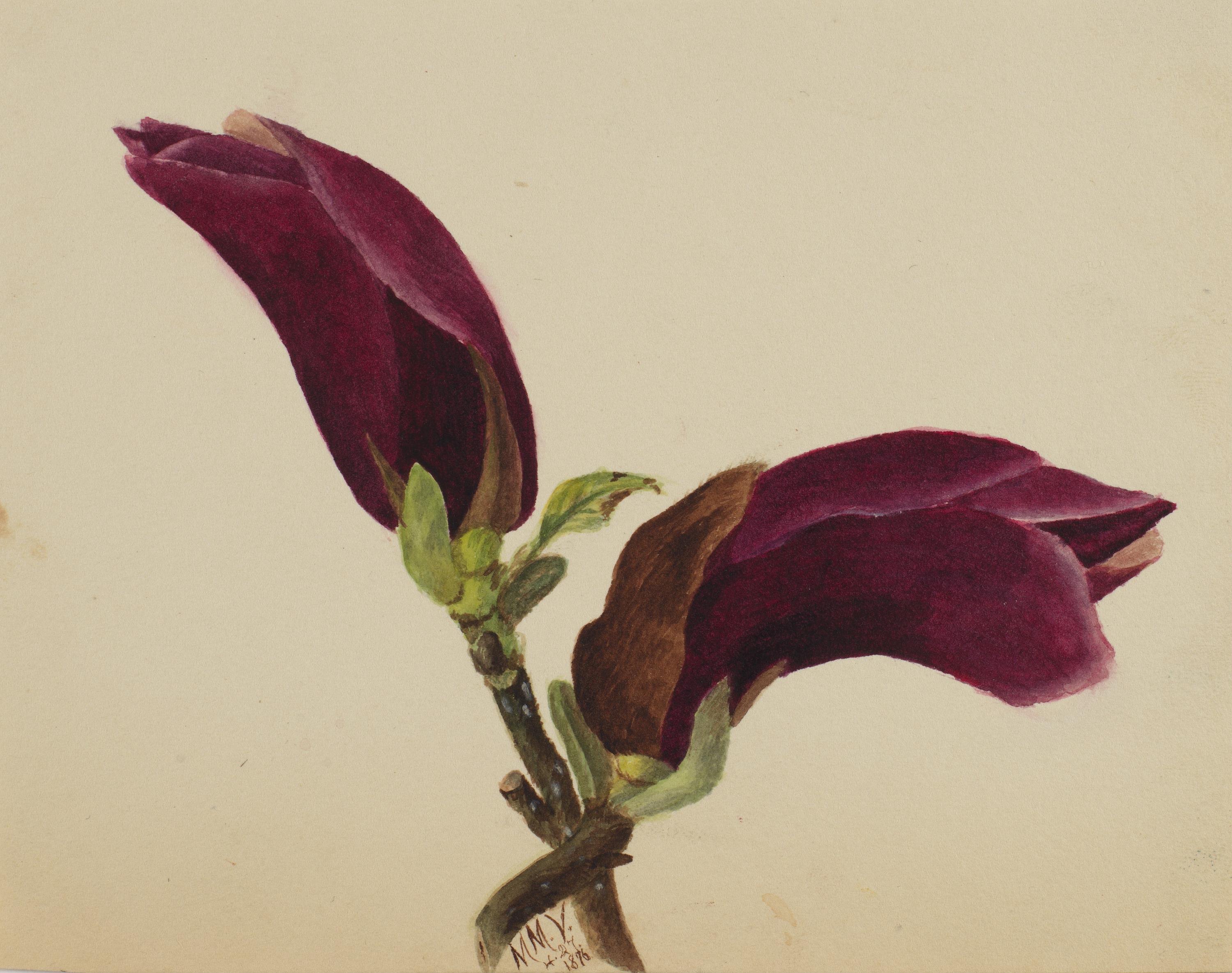 Mary Vaux Walcott, (Untitled--Flower Study)
