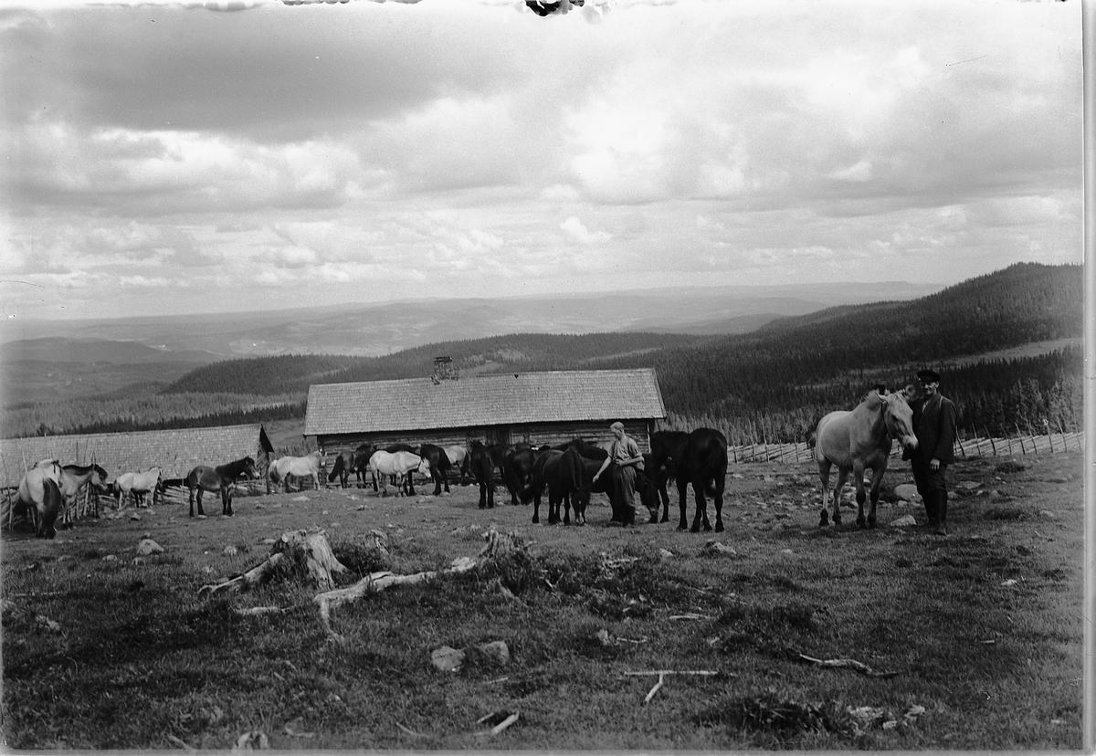 Simen Baardseth, HESTESLIPP I FJELLET, Biri, Kristen Jensstuen og Halvdan Stenersen.