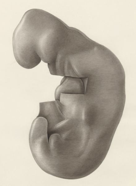 H.G Wetselaar, Human embryo